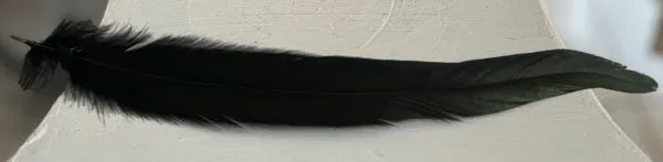 Pluma de Cola de Gallo
