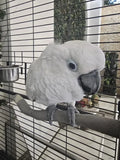 Pluma de Cacatúa