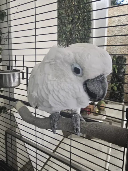 Pluma de Cacatúa