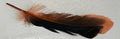 Pluma de Pato
