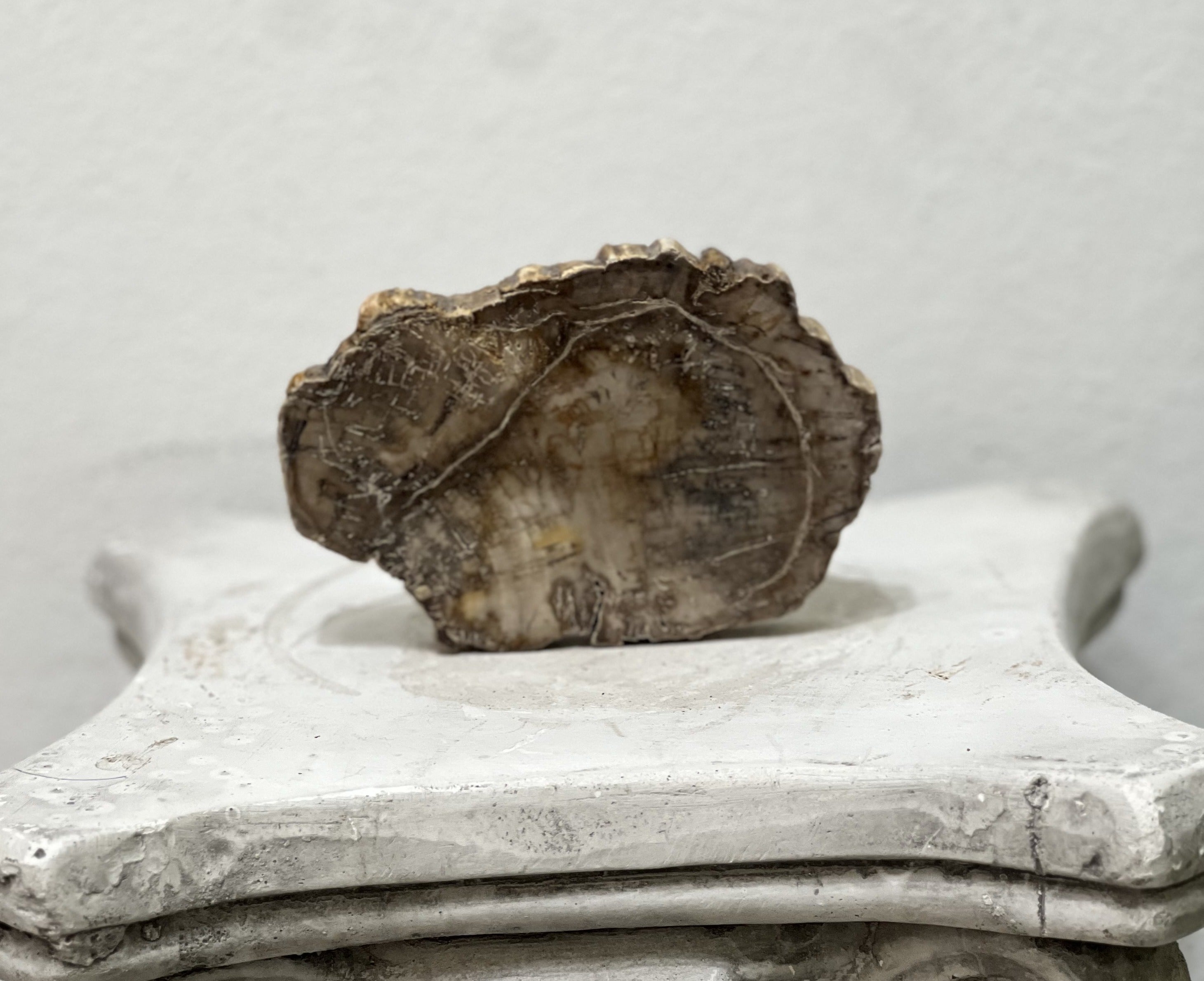 Tajada de Fósil de Madera
