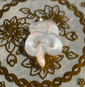 Serpiente de Selenita
