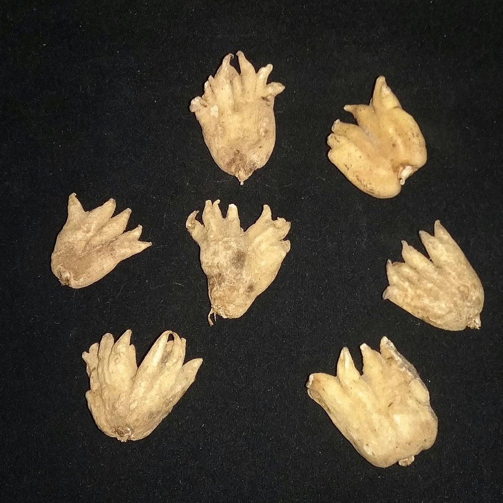 Mano de la Suerte/Lucky Hand (Salep)