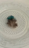 Plumas Pequeñas de Pavo Real