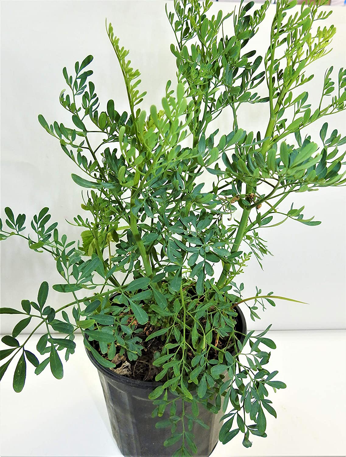 Ruda/Rue
