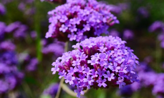 Verbena (en Hojas)/Vervain (Leaves)